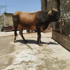 gisir tüwe