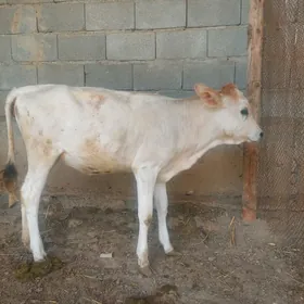 GÖLE