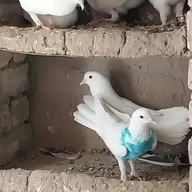 KEPDERI..
