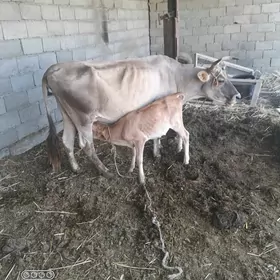Golely sygyr
