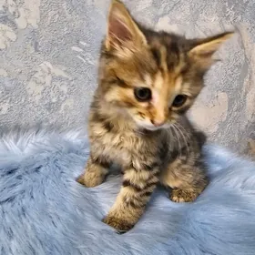 3 renk çaga pişijek