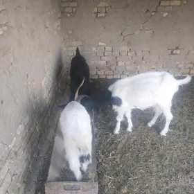 Geçi