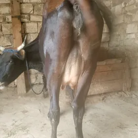 göleli sygyr
