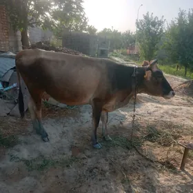 goleli sygyr