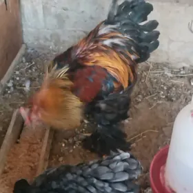 Brama