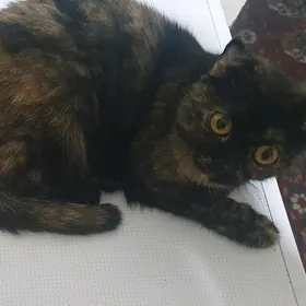 Кошечка