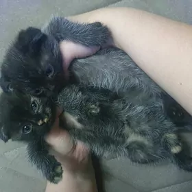 Вислоухие котята