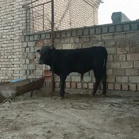 okzce