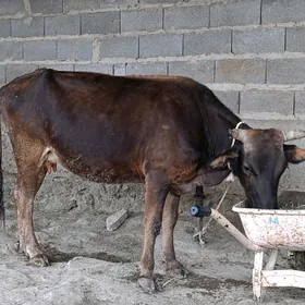 gysyr yaş sygyr