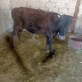 ökiž 2 sany