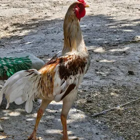 Horaz