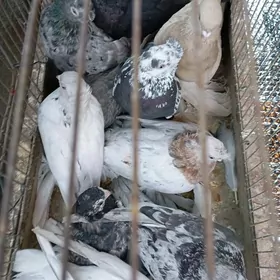 kepderi
