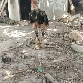 baysowy horaz