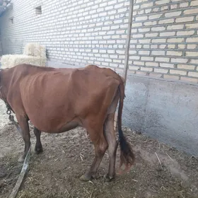 goleli sygyr
