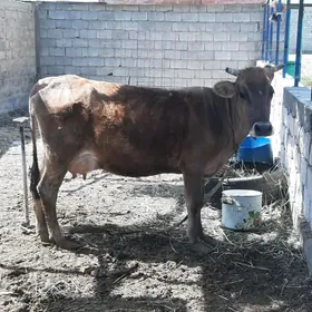 Göleli sygyr