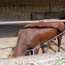 öküz guljn