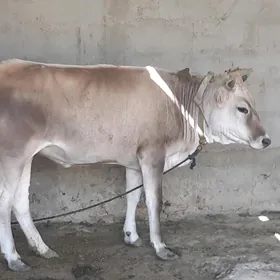 Okuz towe