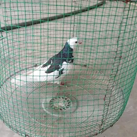 kepderi