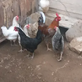türkmen tawuk