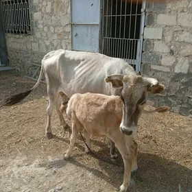 Sygyr goleli