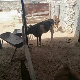 Tohum gole