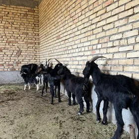 Geçi