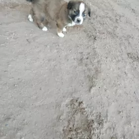 кучик