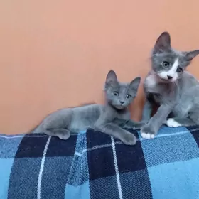 Котята