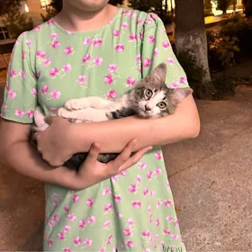котик мальчик  в добрые руки