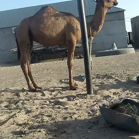 Owsuk
