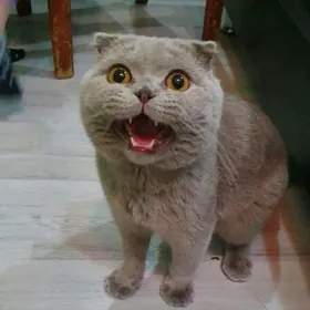 Вислоухий кот