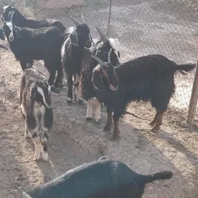 çebiş