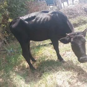 unajinlar