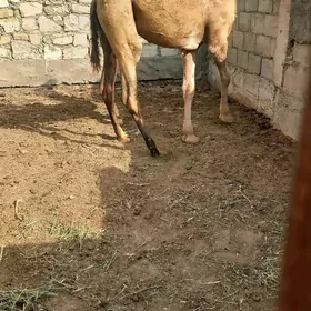 ogşyk