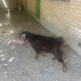 çewiş