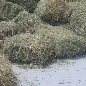 йорунжа