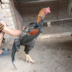 Baýsy horaz