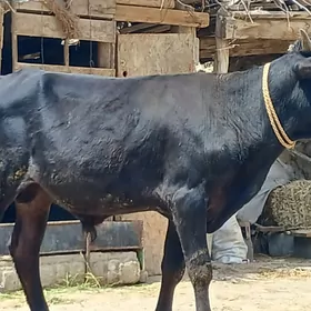 öküz