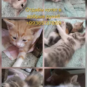 отдам котят в добрые руки