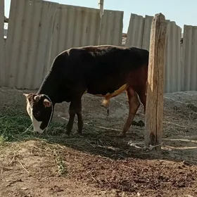 Öküz