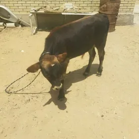 göle