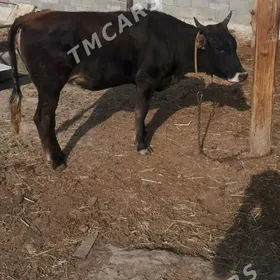 tuwe sygyr okuz
