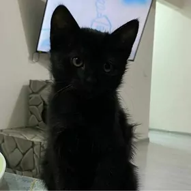 котенок