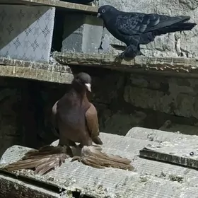 kepter голуби