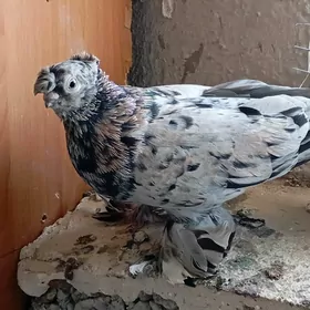 kepderi