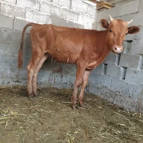 tüwa