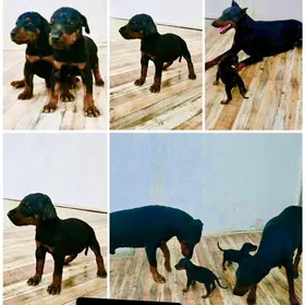 doberman gujjk