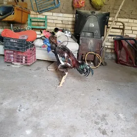 horaz