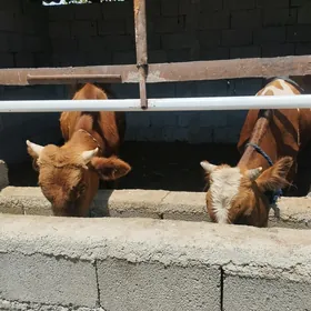öküz