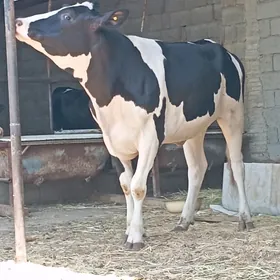 Arginal Galişteyin tuwe